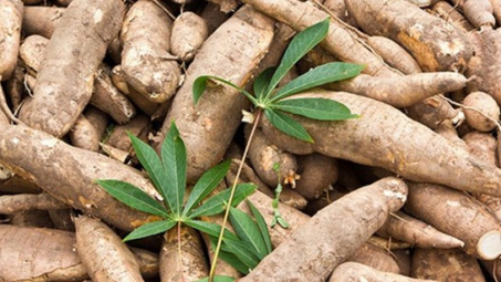 Thái Lan đạt thỏa thuận xuất khẩu sắn sang Trung Quốc có giá trị lớn