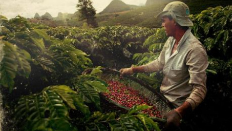 Brazil sẽ giảm 20,5% sản lượng cà phê trong năm 2019