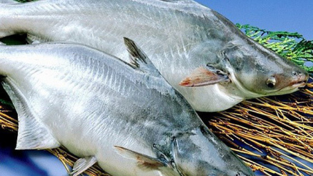 Xuất khẩu giảm, giá cá tra nguyên liệu trong nước khó tăng cao