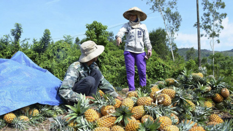 Phân bón Văn Điển giúp nông dân nâng lãi hàng chục triệu đồng mỗi hecta canh tác dứa