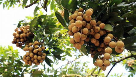 Nhãn Tiến Vua lên đường sang Australia