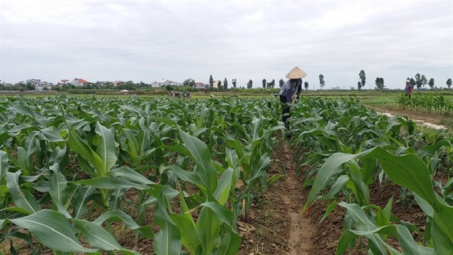 Năng suất ngô tăng hơn 20% nhờ sử dụng NPK Ninh Bình