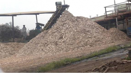 Sản xuất chế phẩm sinh học để phân hủy nhựa cây trong dăm mảnh gỗ keo, bạch đàn