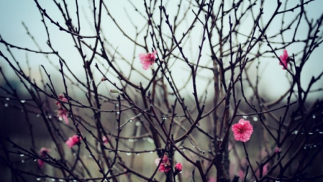 Thời tiết 14/1: Bắc bộ sáng sớm có mưa phùn và sương mù, trời rét