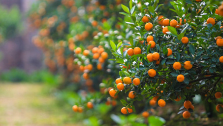 Ý nghĩa của cây quất ngày Tết