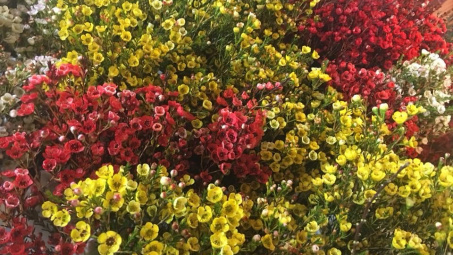 Điểm danh 6 loại hoa nhập ngoại tươi lâu chơi Tết