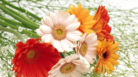 10 loại hoa nhất định phải mua trong dịp Tết