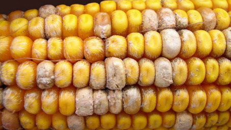 Mô hình ảnh hưởng của nhiệt độ và hoạt độ nước lên sự tốc độ tăng trưởng của Aspergillus flavus trên môi trường gạo