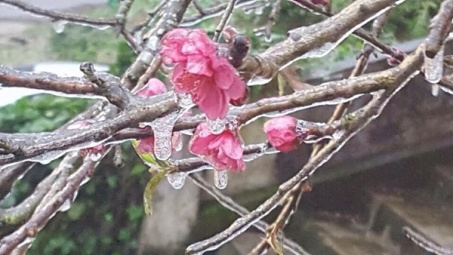 Thời tiết 29-1: Bắc bộ tiếp tục rét đậm, vùng núi cao xuất hiện băng giá