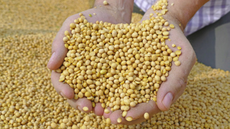 Giá nông sản tuần này chịu áp lực giảm từ dịch virus Corona