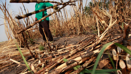 Bộ Công Thương chính thức điều tra chống lẩn tránh phòng vệ thương mại đối với đường mía Thái Lan