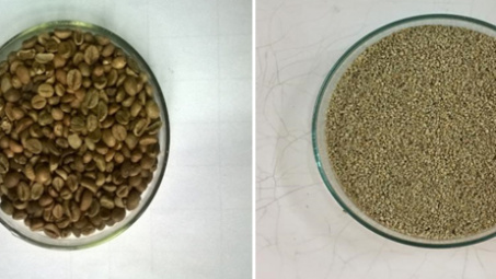 Thu nhận axit Chlorogenic từ hạt cà phê xanh ứng dụng làm thực phẩm chức năng