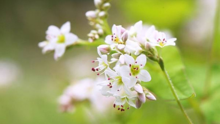 Gây thương nhớ hoa Tam giác mạch Hà Giang