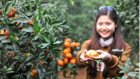 Cam Cao Phong tiếp thị bằng chỉ dẫn địa lý, VietGap và truy xuất nguồn gốc