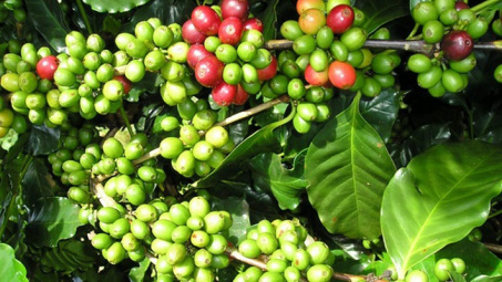 Điện Biên chú trọng phát triển sản xuất gắn với chế biến nông sản