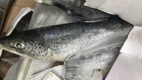 Chặn đứng 2,5 tấn cá hồi hết hạn sử dụng đang được tái chế