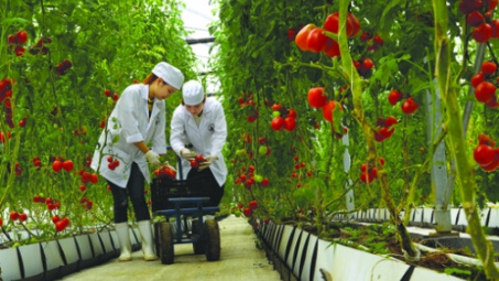 Ứng dụng thương mại điện tử và truy xuất nguồn gốc trong tiêu thụ nông sản