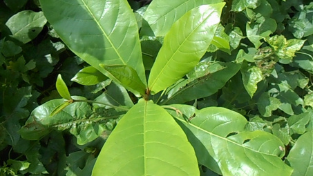 Tổng hợp xanh và đánh giá khả năng kháng nấm Colletotrichum spp., khuẩn Xanthomonas sp. của nano đồng