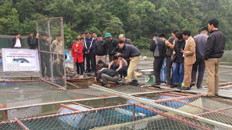 Điện Biên: Khai thác tiềm năng nuôi cá tầm trong lồng bè.