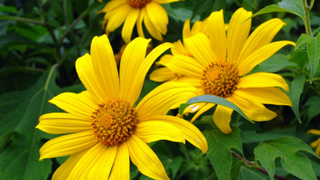 Đẹp ngất ngây hoa dã quỳ Đà Lạt