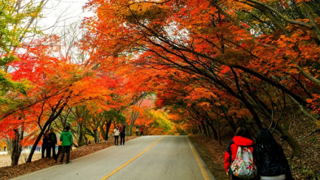 Bạn đã đến “vườn địa đàng” lá phong Đà Lạt chưa