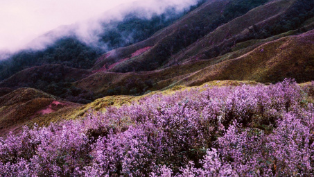 Tím lịm hoa Chi Pâu trên thiên đường mây Tà Chì Nhù