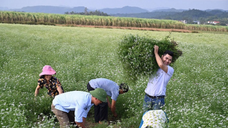 Chàng trai 23 tuổi làm nên tiền tỷ từ cây lá bỏ đi