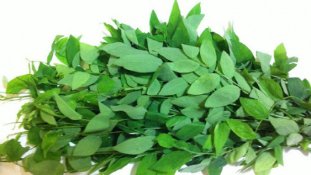 Ảnh hưởng của điều kiện trích ly hỗ trợ vi sóng đến hàm lượng polyphenol và hoạt tính kháng oxy hóa của dịch trích lá bồ ngót (Sauropus androgynus (L.) Merr)