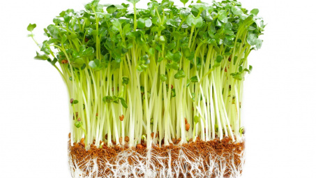 Khảo sát khả năng kiểm soát sâu bệnh hại của giấm tre trên cây cải xanh trồng hữu cơ tại nông trại Sen Việt