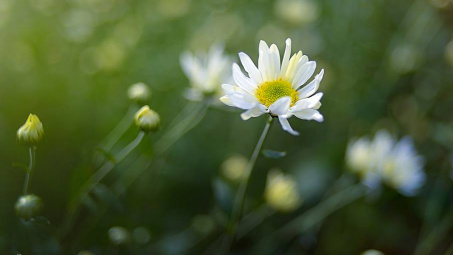 Thời tiết 19-11: Thời tiết đẹp trong ngày lễ Nhà giáo