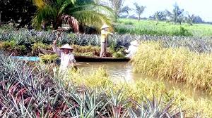 Hiệu quả tài chính của các mô hình sản xuất nông nghiệp trên vùng xâm nhập mặn tại huyện Gò Quao, tỉnh Kiên Giang