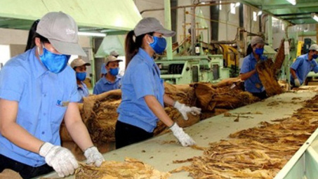 Giấy phép sản xuất thuốc lá có thời hạn 5 năm