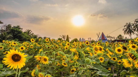 Thời tiết 26-11: Hà Nội thời tiết đẹp để chụp ảnh hoa ngày cuối tuần