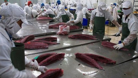 Xuất khẩu cá ngừ sang thị trường Mỹ tăng trở lại sau thời gian sụt giảm liên tục
