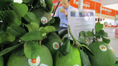 Trái bưởi tươi Việt Nam xuất khẩu sang thị trường Nga tăng mạnh
