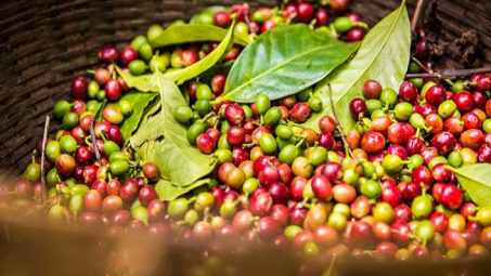 Xuất khẩu cà phê 10 tháng đạt hơn 2,3 tỷ USD