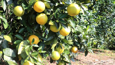 Xây dựng mô hình chuỗi cung ứng cam sạch của tỉnh Hà Giang