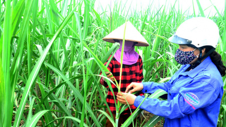 Thiết lập một môi trường cạnh tranh công bằng trên thị trường mía đường