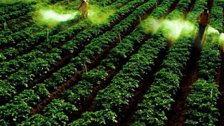 Phân bón Văn Điển: Đem màu mỡ đến cho đất bạc màu