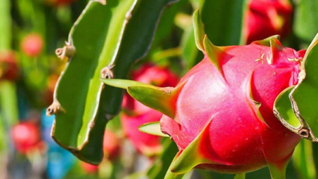 Cà phê hòa tan và trái thanh long của Việt Nam được ưa chuộng tại Ấn Độ