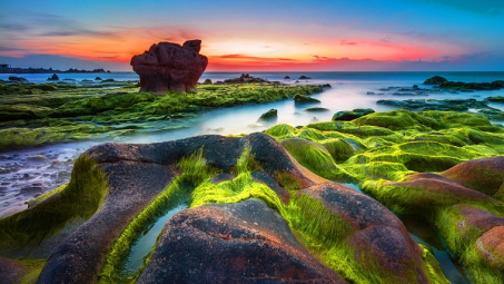 Săn rêu ở biển Cổ Thạch