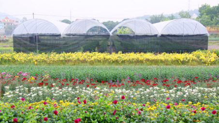 Làng hoa vào vụ Tết