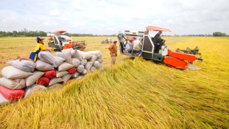 Nhiều thị trường tăng chào mua gạo Việt