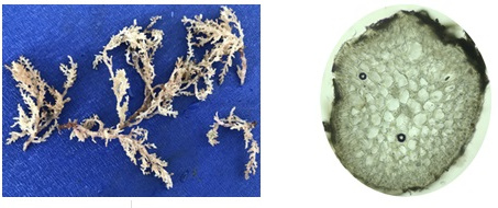 Xác định điều kiện chiết thích hợp để thu nhận bromophenols từ rong đỏ Laurencia intermedia Yamada