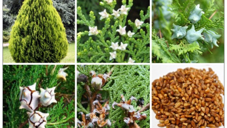 Hoạt tính kháng oxy hóa của cao chiết ethanol Trắc bá diệp (Thuja orientalis L.)