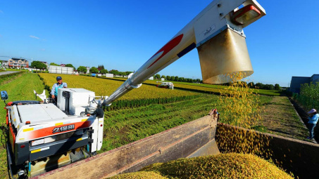 TT nông sản thế giới 18/2/2020: Lúa mì tăng hơn 1,5%; cà phê đứng vững