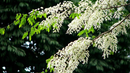 Mộng mơ hoa sưa trắng tháng Ba