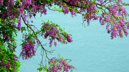 “Lên rừng xuống biển” khám phá bán đảo Sơn Trà Đà Nẵng