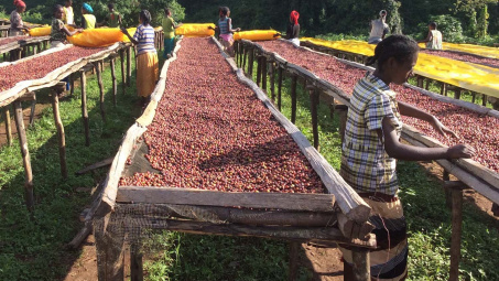 TT nông sản thế giới 27/2/2020: cà phê tăng phiên thứ 2 liên tiếp