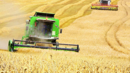 TT nông sản 28/2/2020: Đại dịch Covid-19 kéo giá lúa mì giảm mạnh nhất kể từ tháng 7/2019